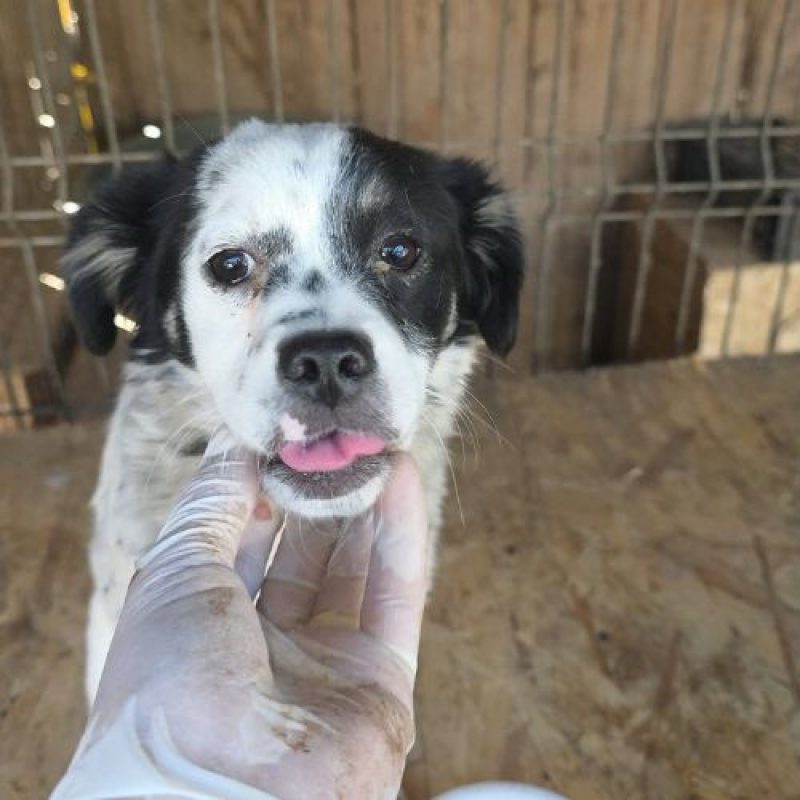 TRIXIE - Chien à adopter - photo 4