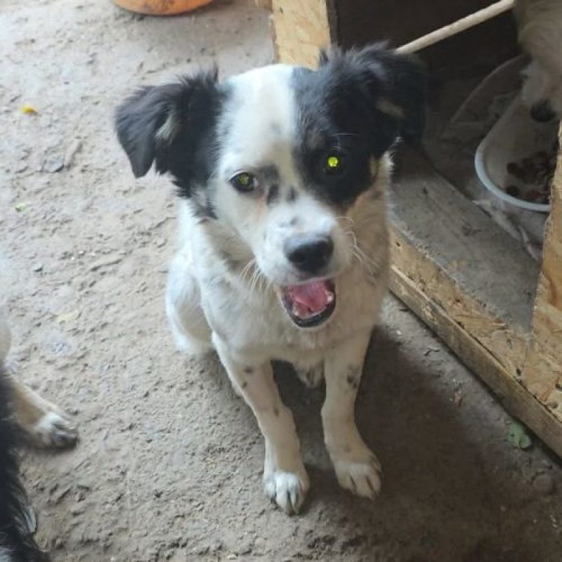 TRIXIE - Chien à adopter - photo 5