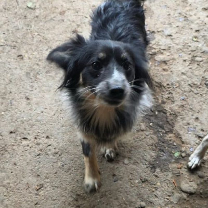 ZEUS - Chien à adopter