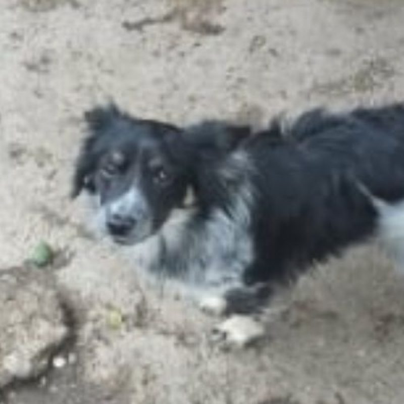 ZEUS - Chien à adopter - photo 4