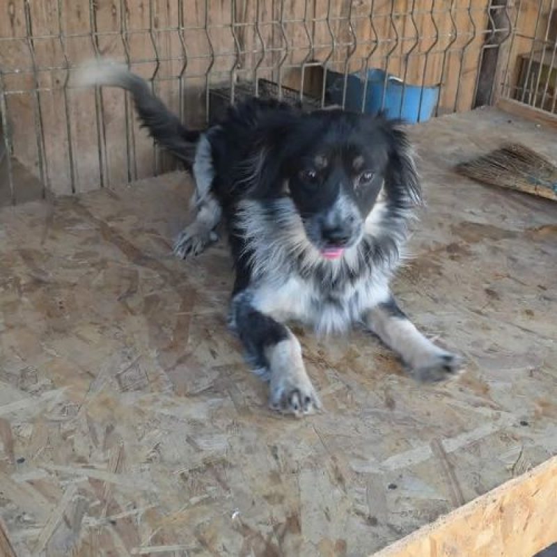 ZEUS - Chien à adopter - photo 2