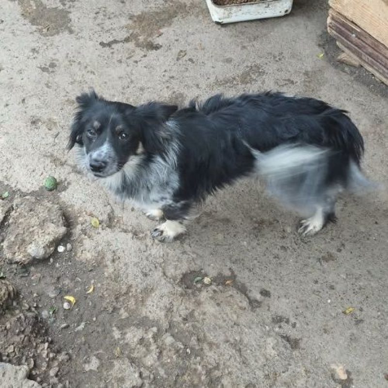 ZEUS - Chien à adopter - photo 3