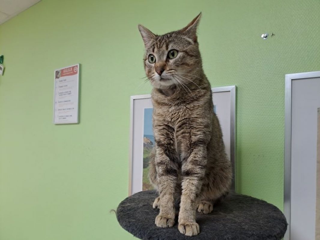 Kinder - Chat Européen à adopter - photo 4
