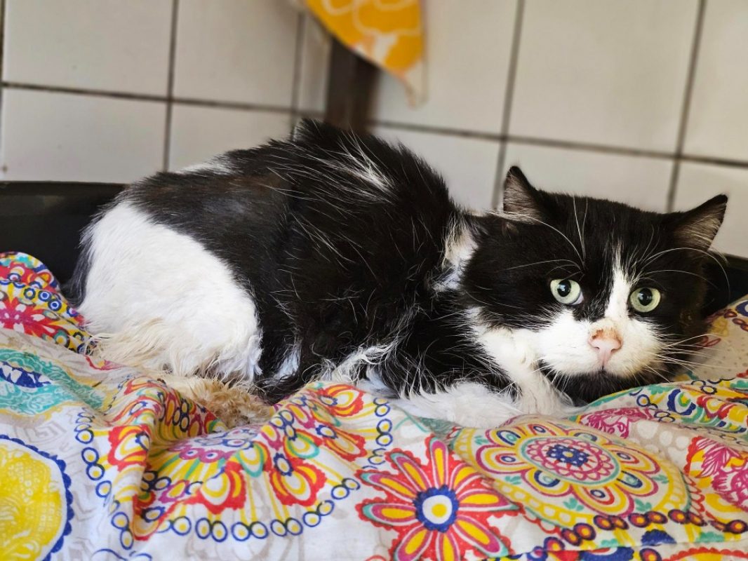 Lucky - Chat Européen à adopter