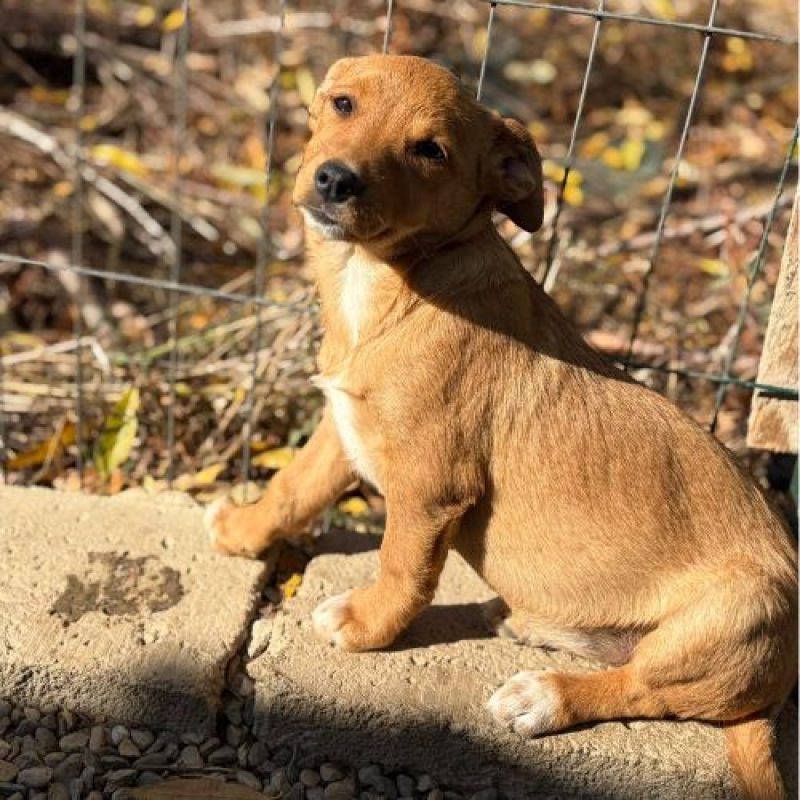 BULLE - Chien à adopter - photo 5