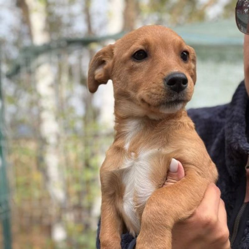 BULLE - Chien à adopter - photo 4