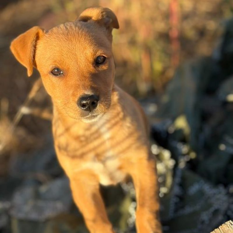 BULLE - Chien à adopter - photo 3