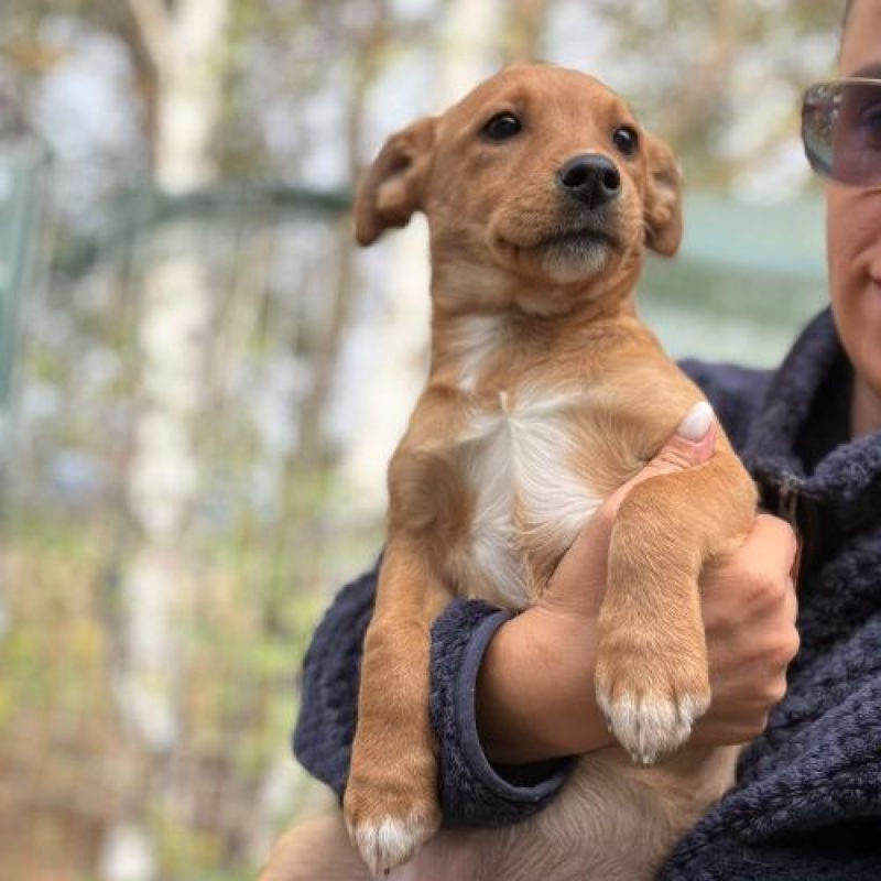 BULLE - Chien à adopter - photo 7