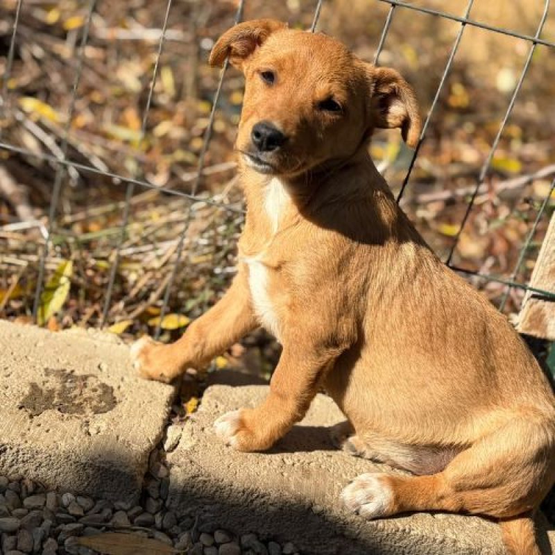 BULLE - Chien à adopter - photo 6