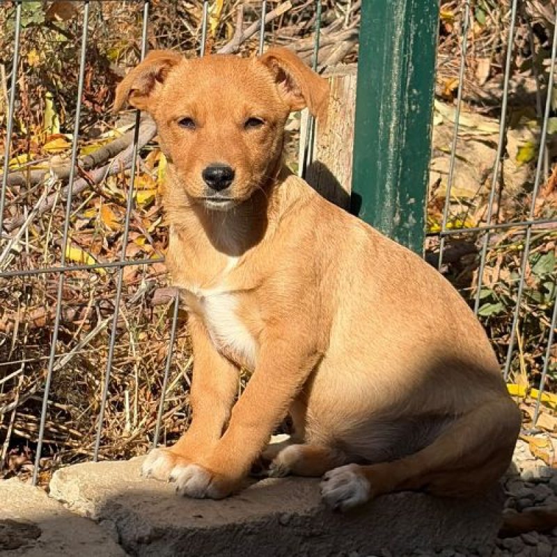 BULLE - Chien à adopter