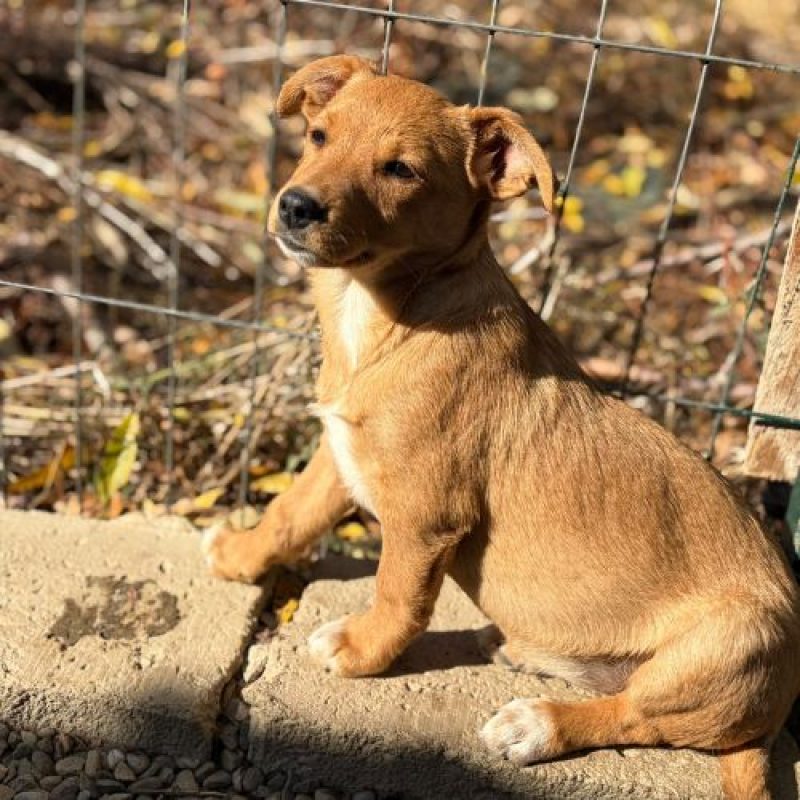 BULLE - Chien à adopter - photo 2