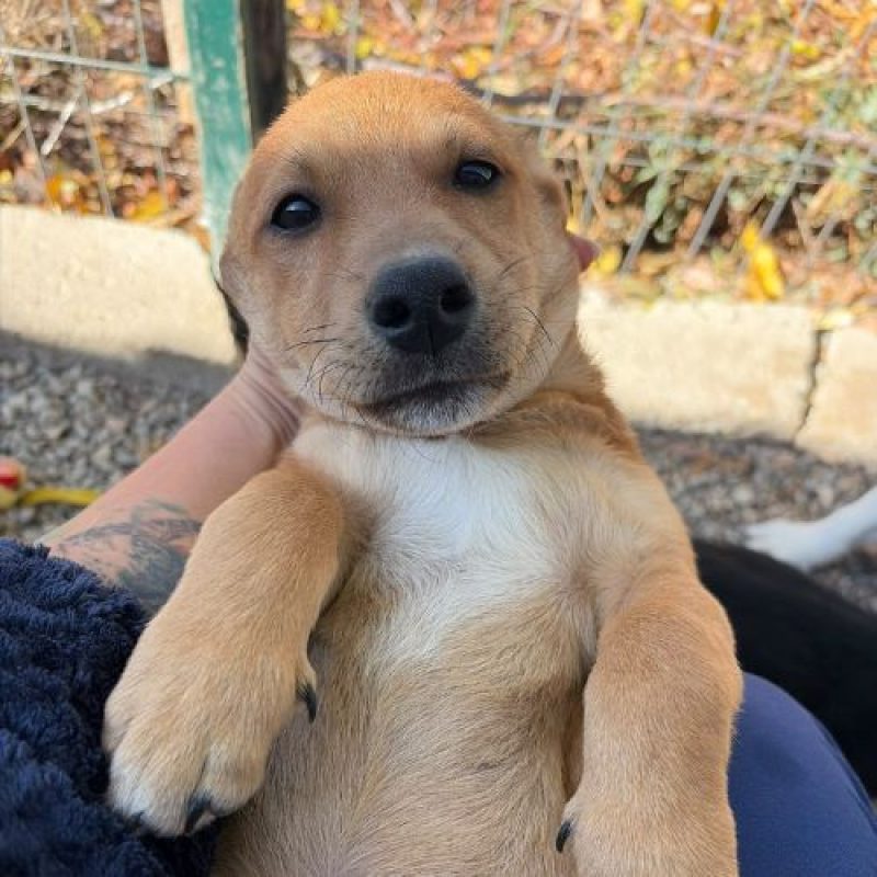 JASON - Chien à adopter - photo 9