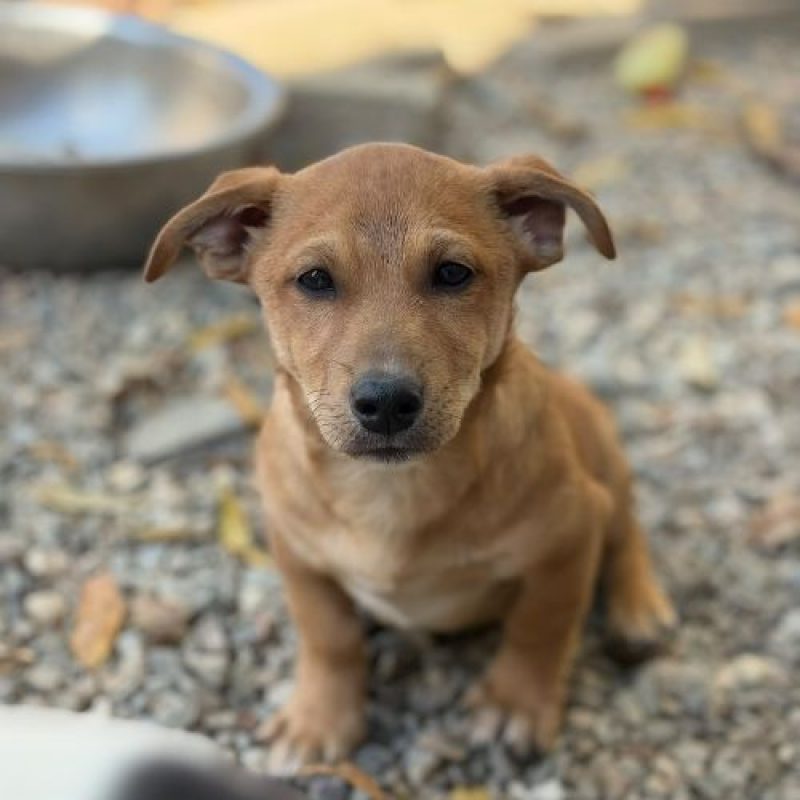 JASON - Chien à adopter - photo 4