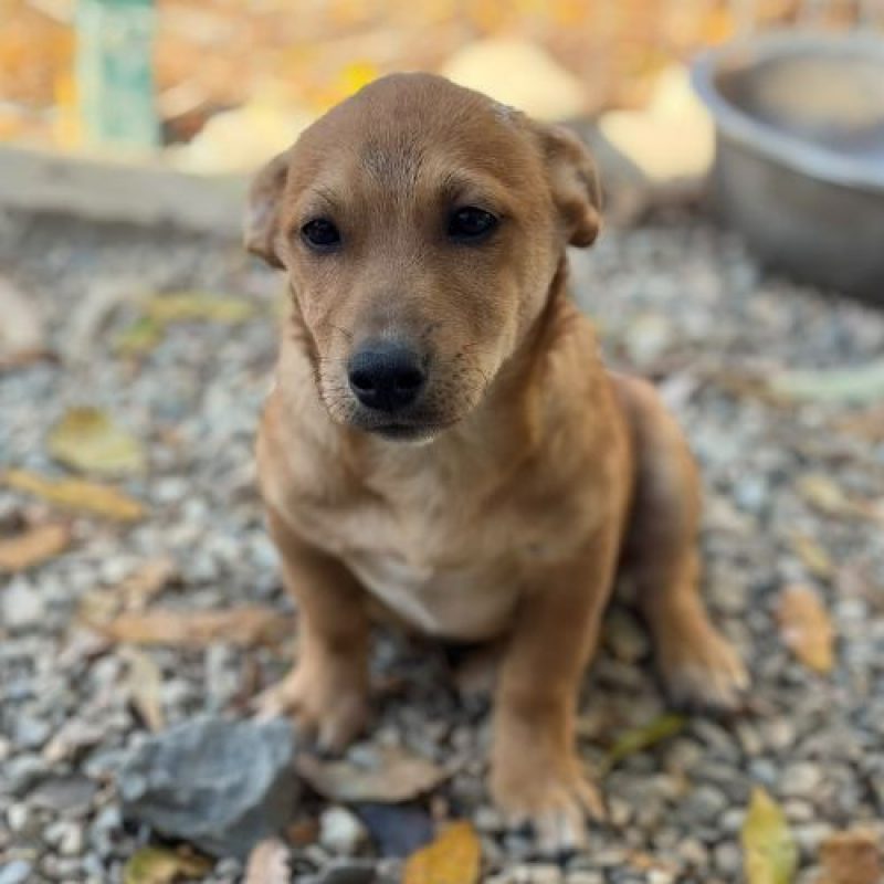 JASON - Chien à adopter - photo 10