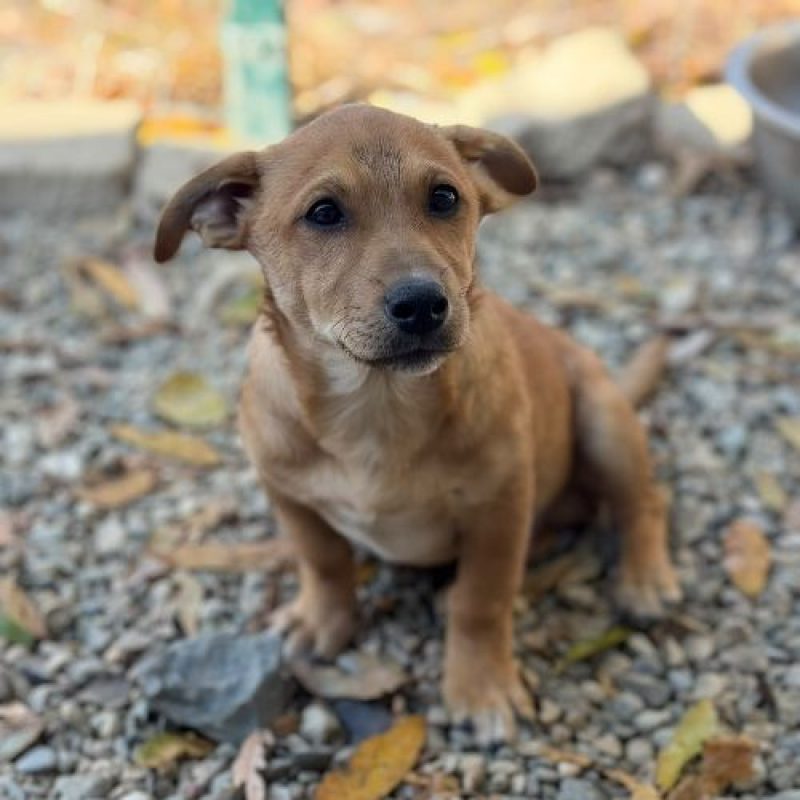 JASON - Chien à adopter - photo 2