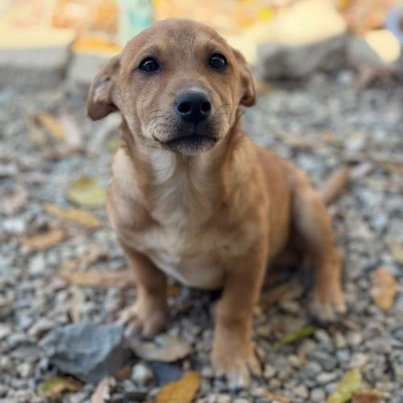 JASON - Chien à adopter - photo 6