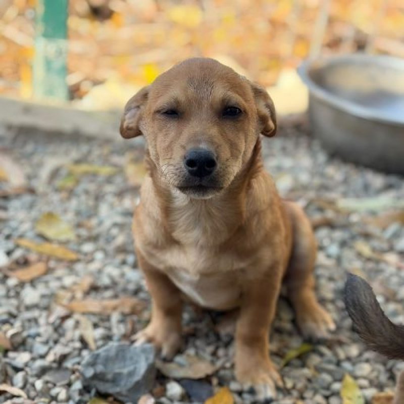 JASON - Chien à adopter - photo 8
