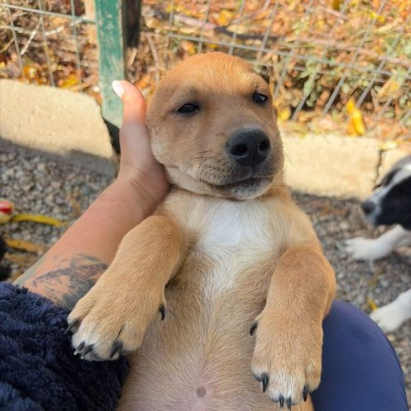 JASON - Chien à adopter - photo 3