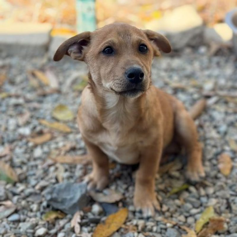 JASON - Chien à adopter - photo 7