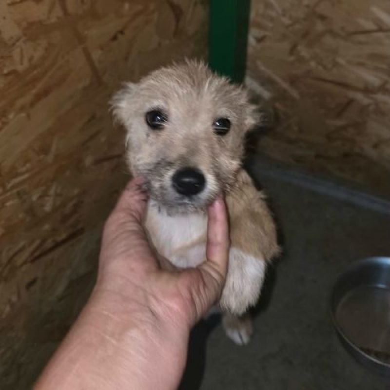 FANY - Chien à adopter - photo 4