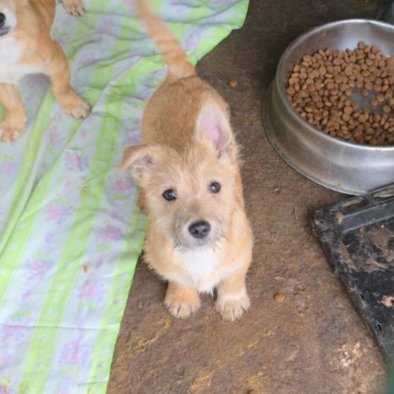 FANY - Chien à adopter - photo 5