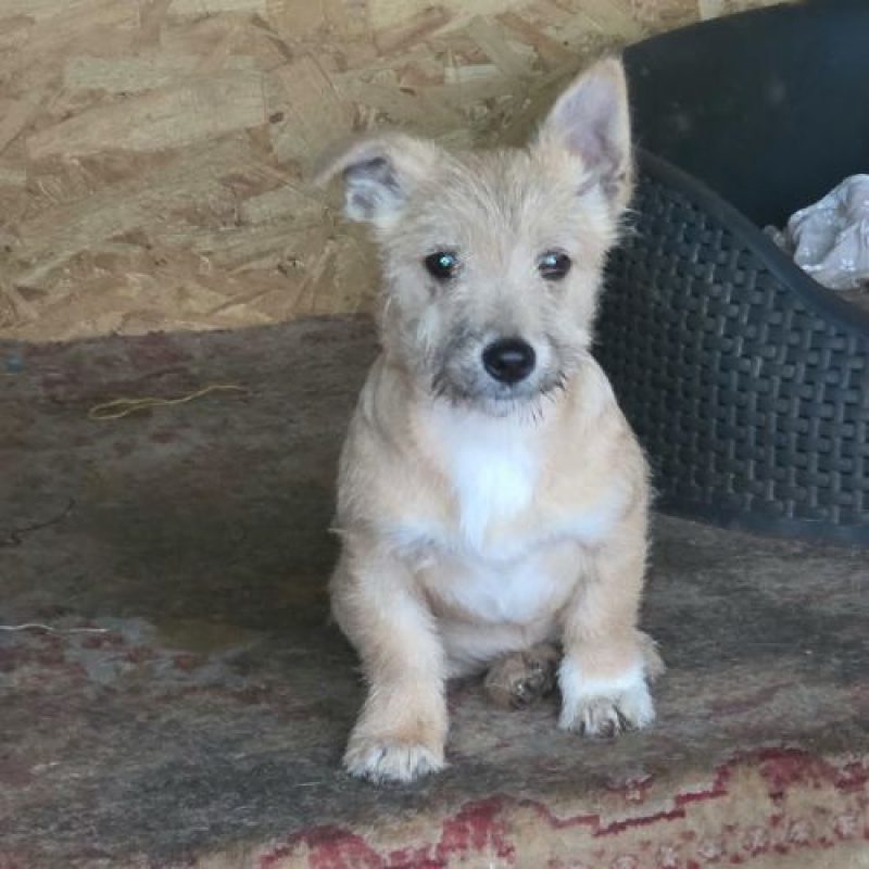 FANY - Chien à adopter - photo 2