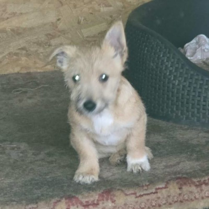FANY - Chien à adopter - photo 6