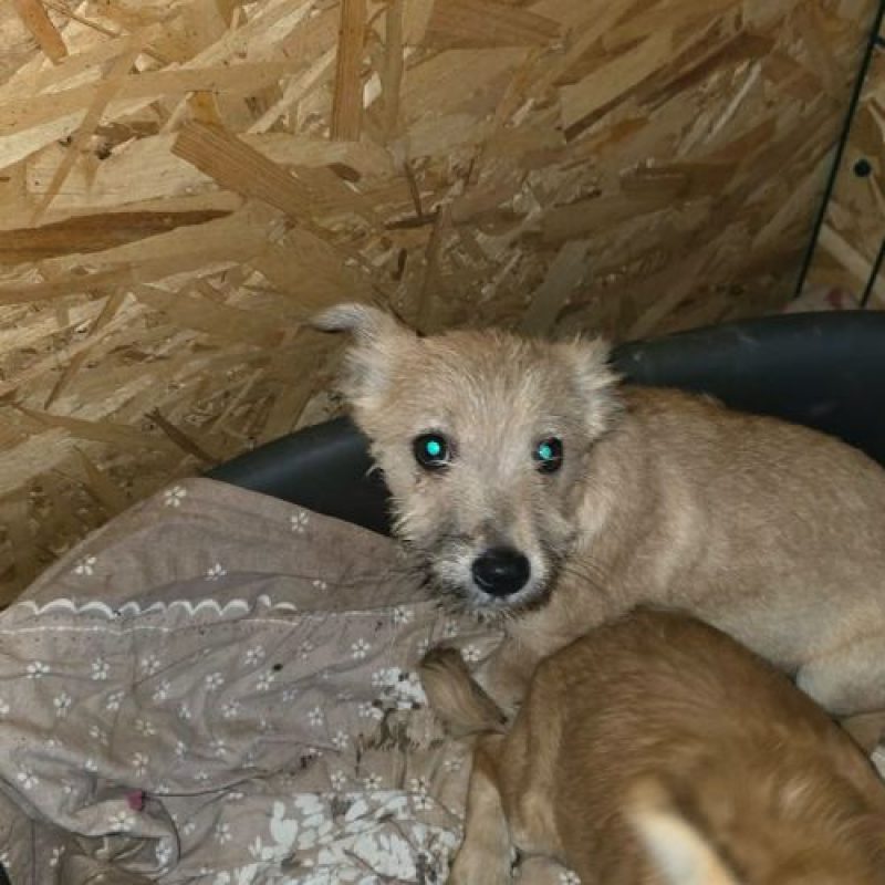 FANY - Chien à adopter - photo 3