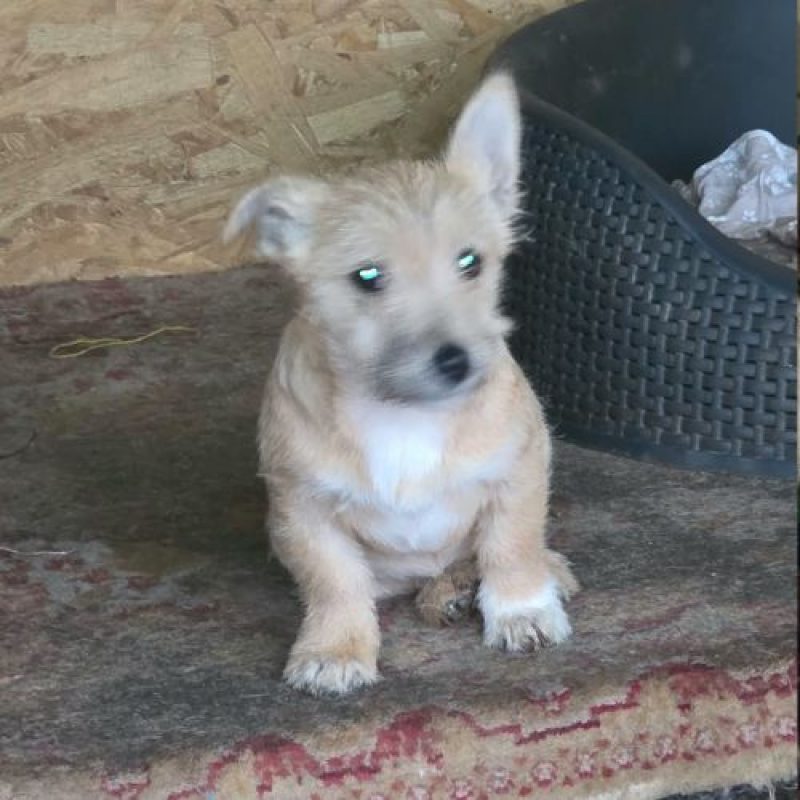 FANY - Chien à adopter