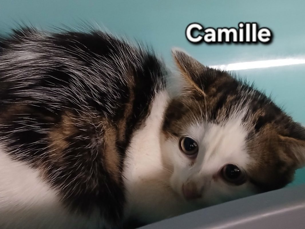 Camille - Chat Européen à adopter