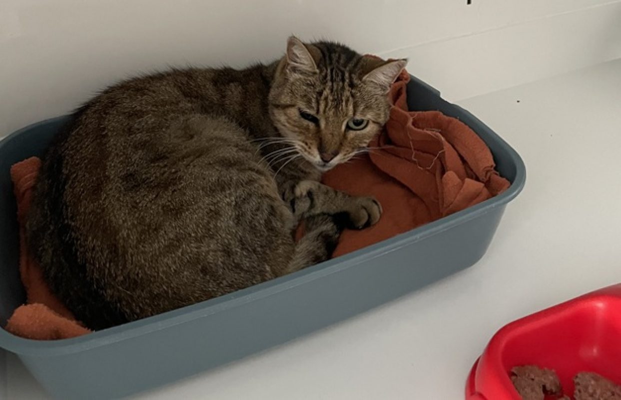 Cinto - Chat Européen à adopter