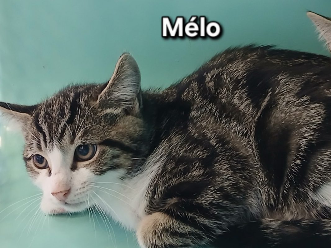 Melo - Chat Européen à adopter