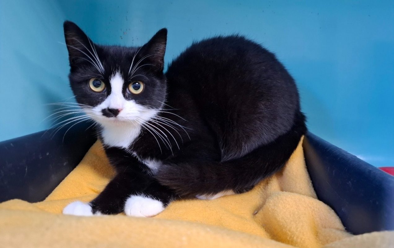 Merveille - Chat Européen à adopter