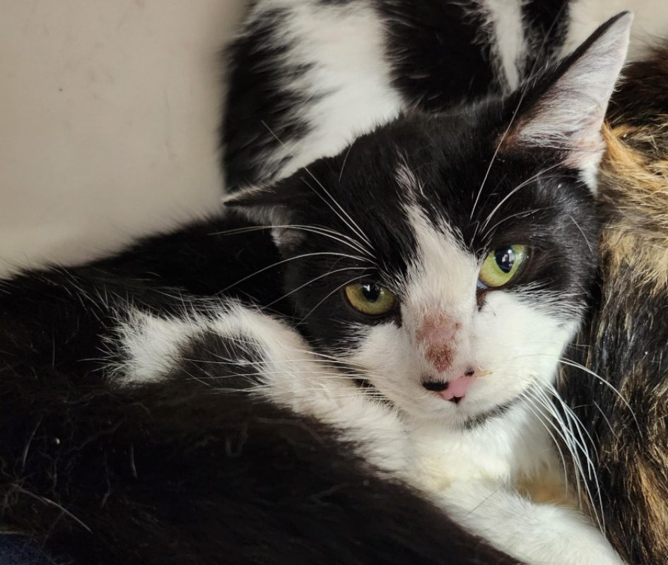 Arthur - Chat Européen à adopter