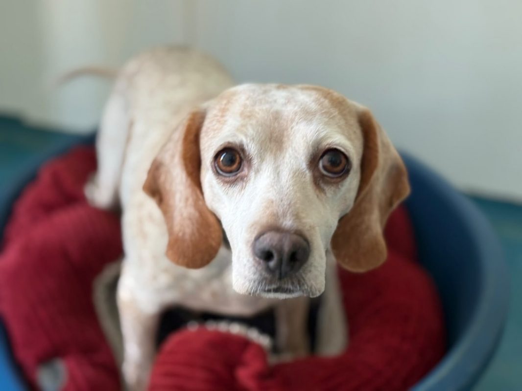 Esperanza réservé - Chien Beagle à adopter