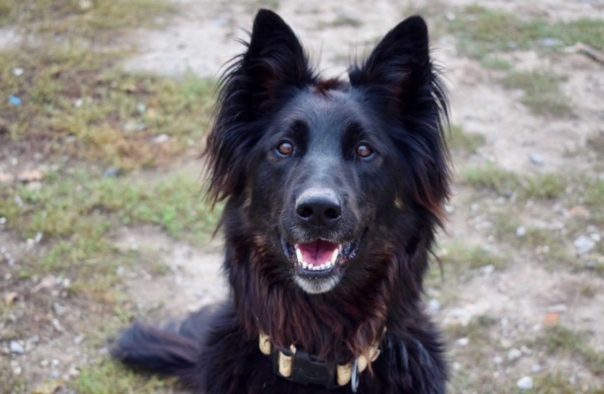 Kaylhi - Chien à adopter