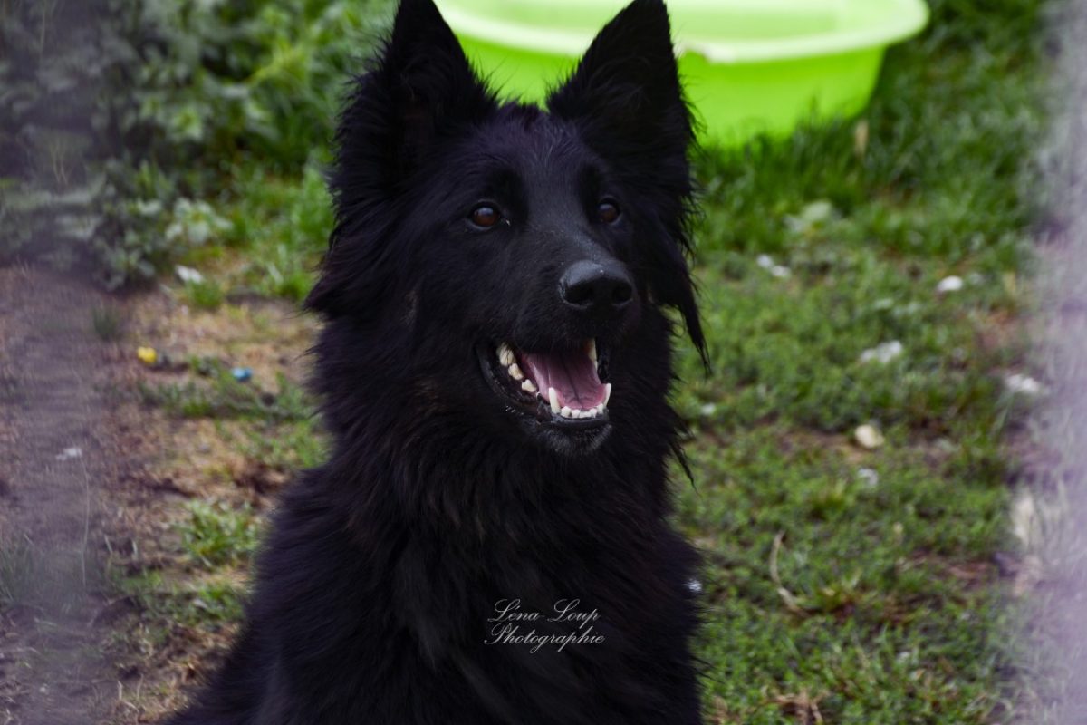 Kaylhi - Chien à adopter - photo 7