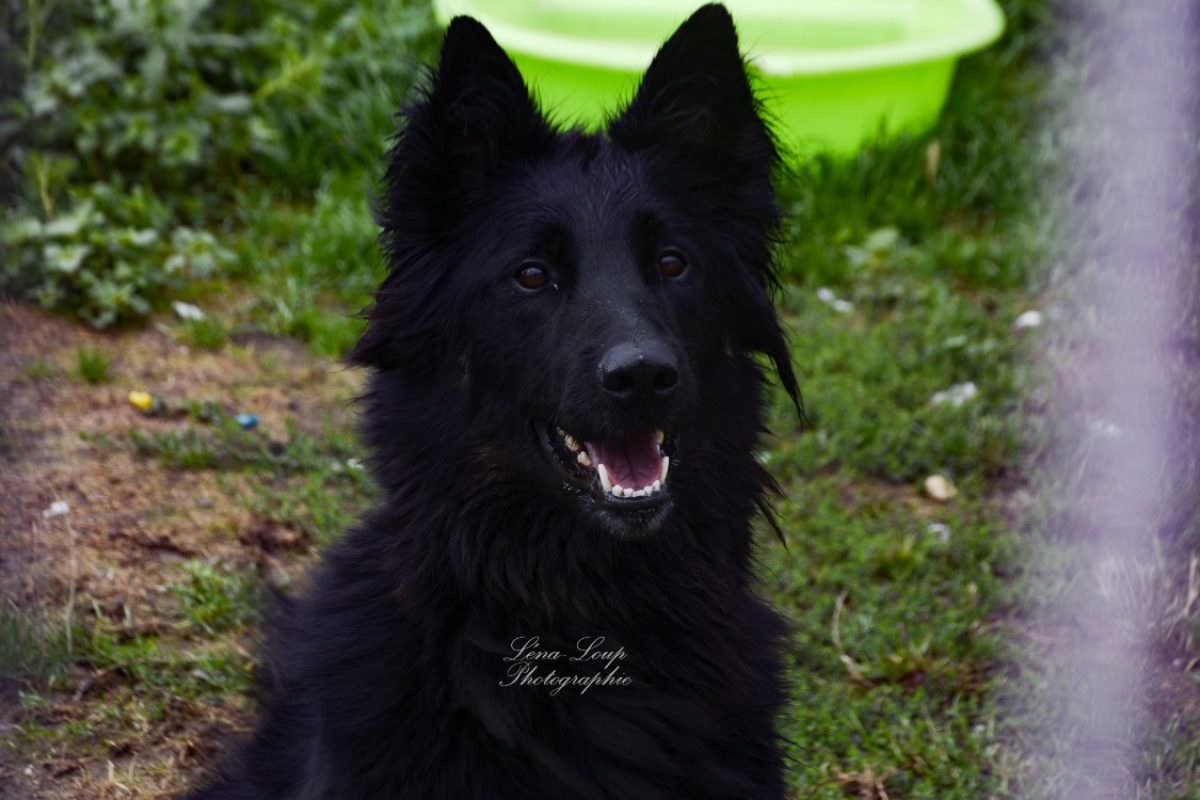 Kaylhi - Chien à adopter - photo 12