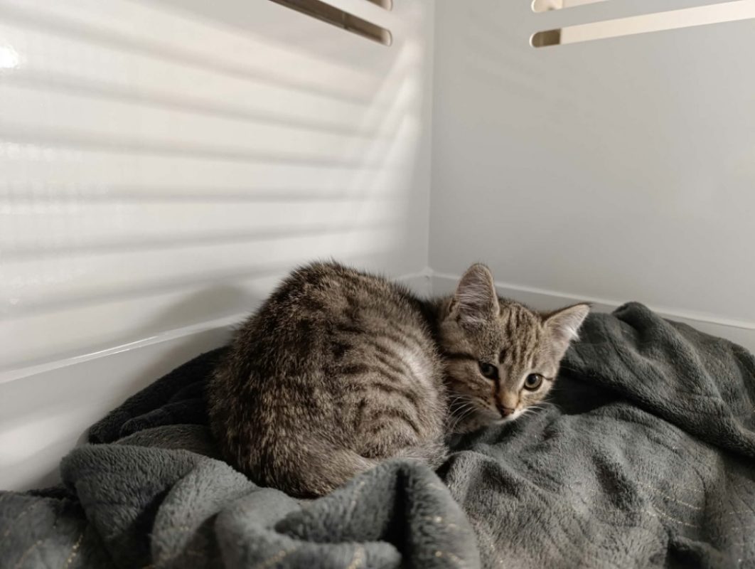 Boule - Chat Européen à adopter