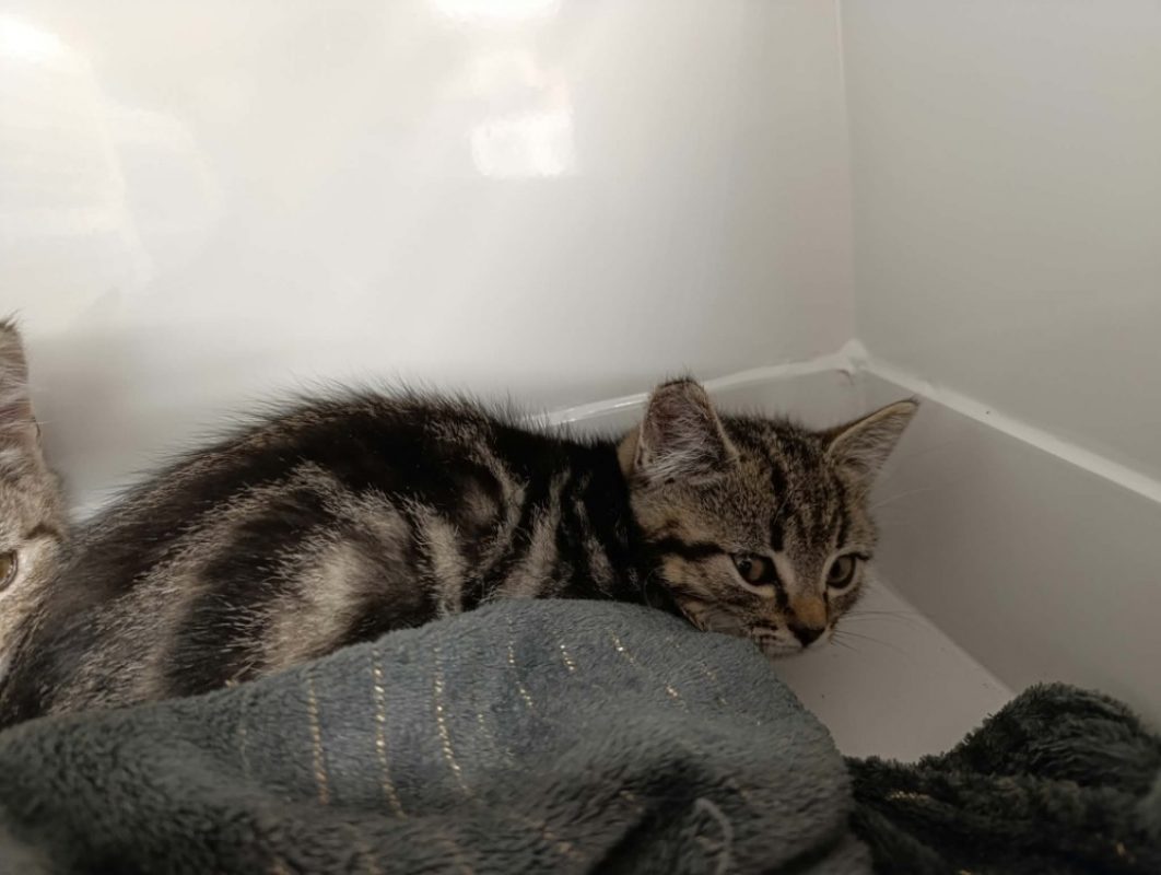 Belle - Chat Européen à adopter