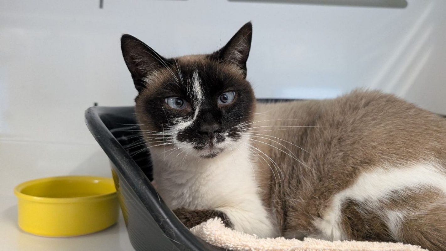 Émilia - Chat Européen à adopter