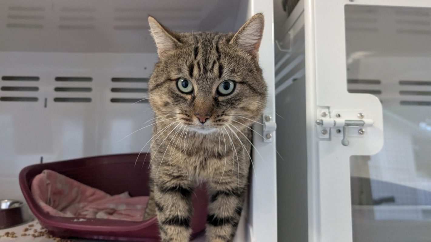 Austen - Chat Européen à adopter