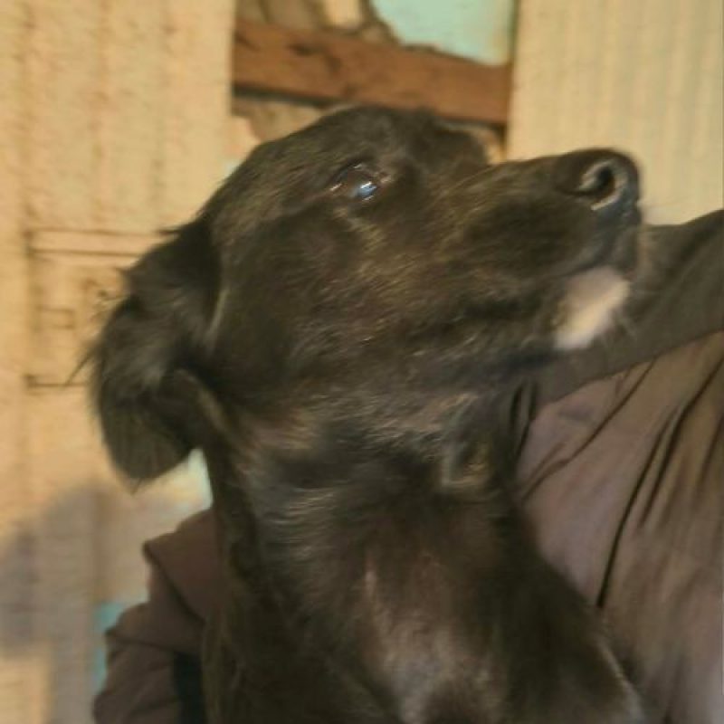 HECKLER - Chien à adopter