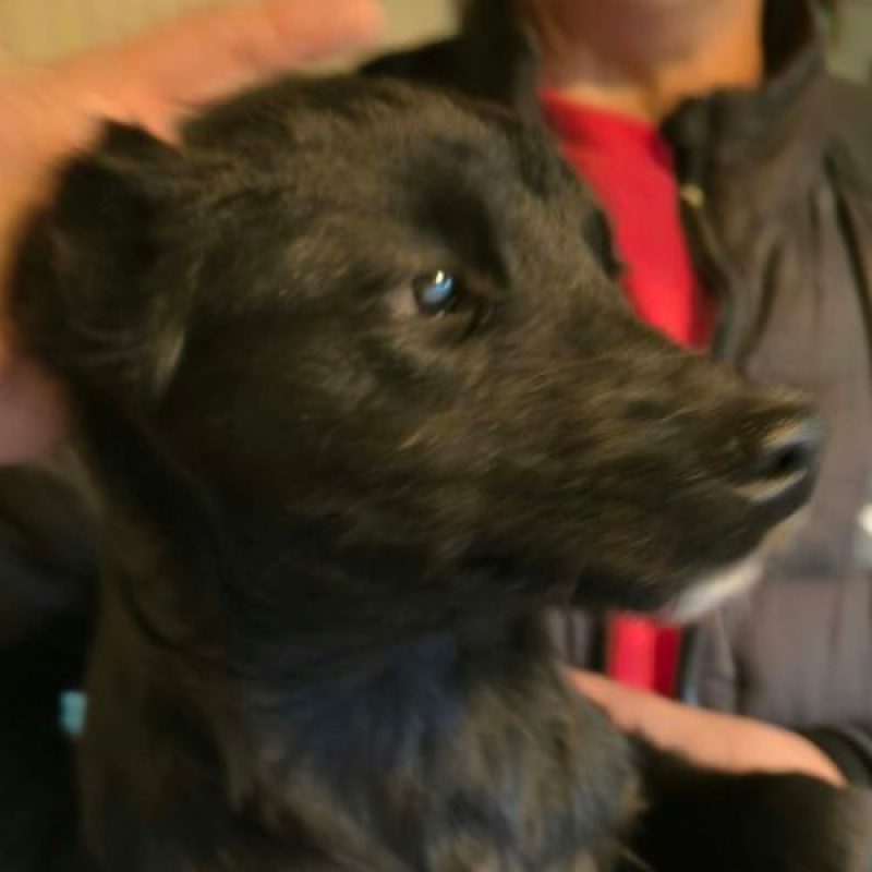 HECKLER - Chien à adopter - photo 2