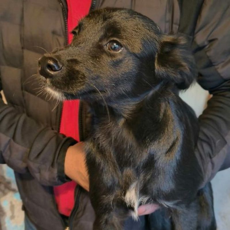 HECKLER - Chien à adopter - photo 3