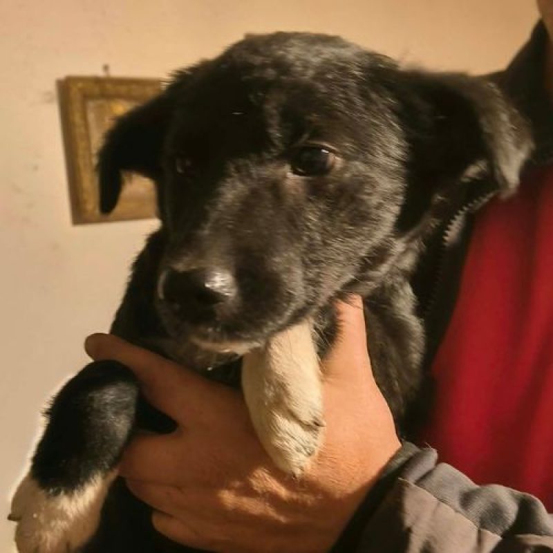 NIGRA - Chien à adopter - photo 2