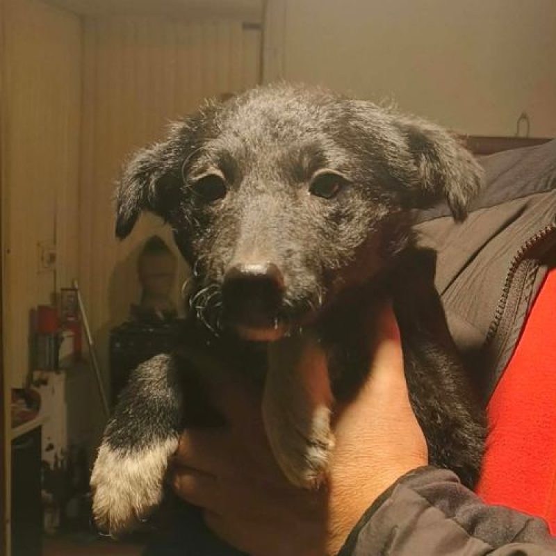 NIGRA - Chien à adopter - photo 3
