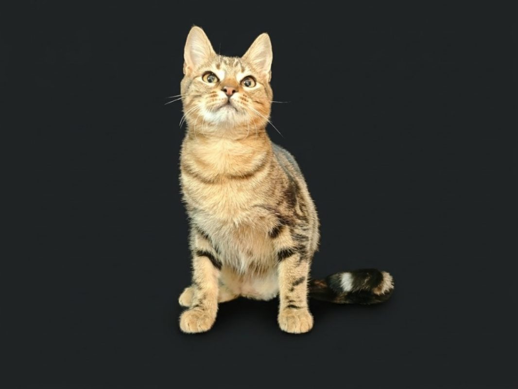 Torni dit ikea - Chat Européen à adopter