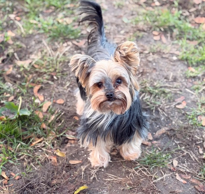 Ostine - Chien Yorkshire Terrier à adopter