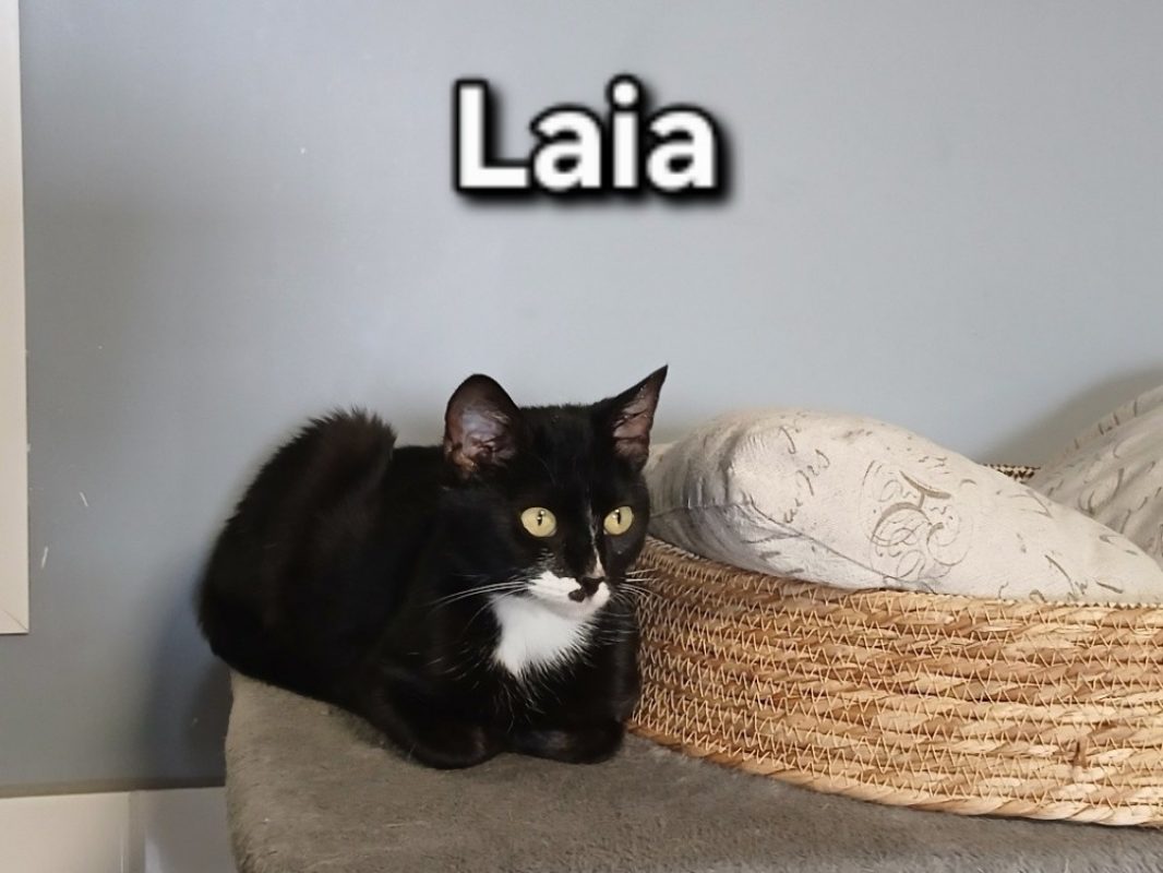 Laia - Chat Européen à adopter